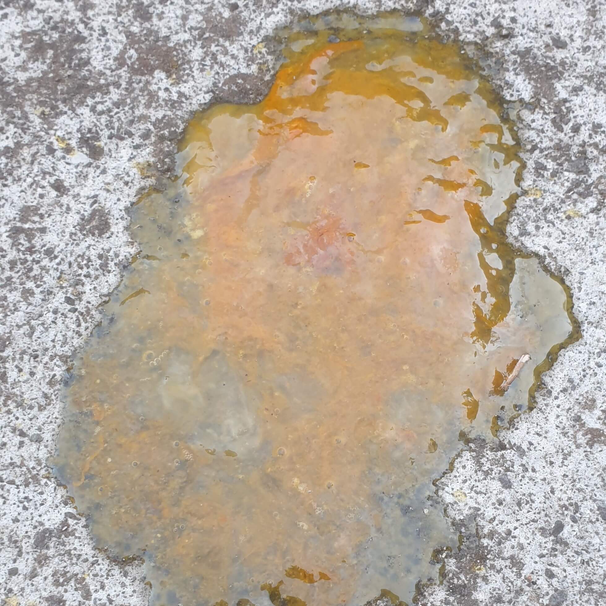 Mucus In Dog Poop Explained Causes Solutions Pet Better With Pet mucus-in-dog-poop-explained-causes-solutions-pet-better-with-pet