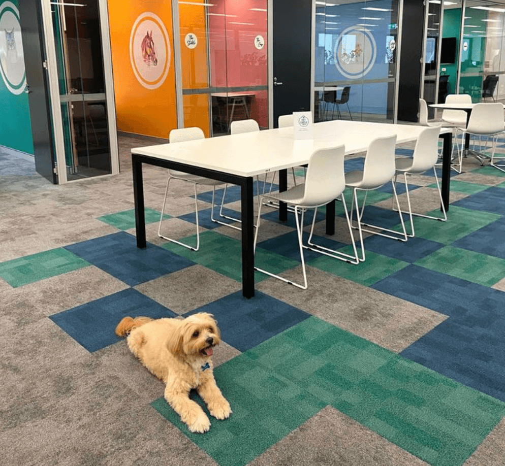 Our Story Pet Better with Pet Circle Pet Better with Pet Circle