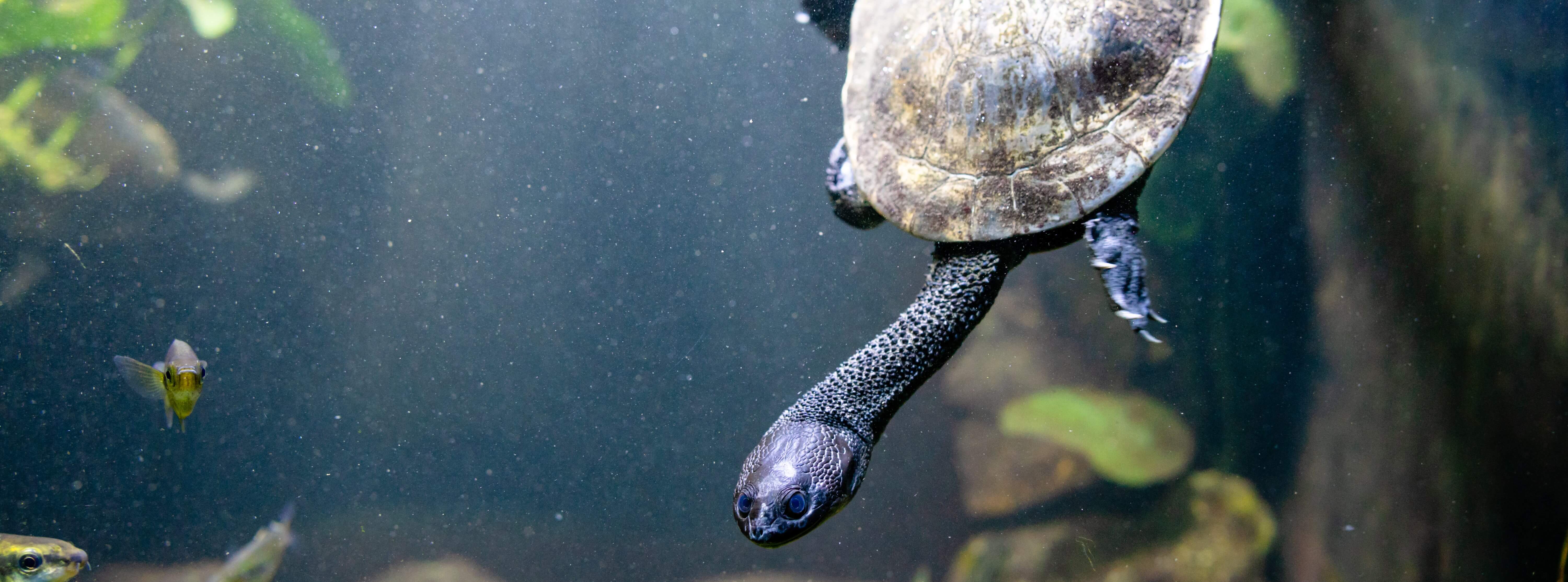 Pet Turtle Care Guide Pet Better with Pet Circle