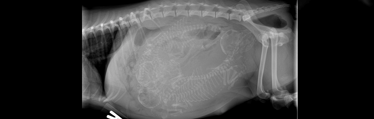 Pregnant Cat Guide Pet Better with Pet Circle