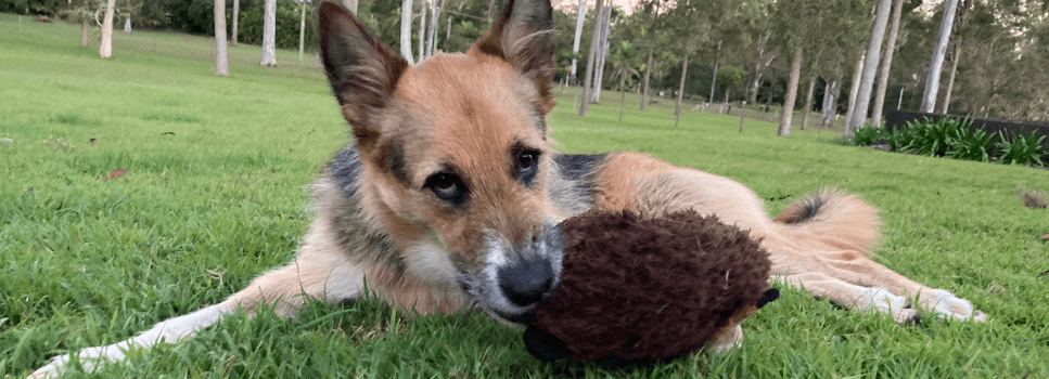 dog with toy