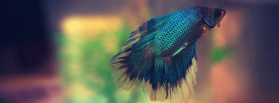 Siamese Fighting Fish Facts