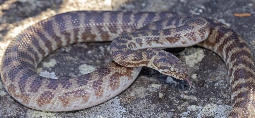 Stimson's and Children's Pythons | Pet Better with Pet Circle