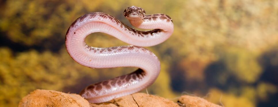 Stimson's and Children's Pythons | Pet Better with Pet Circle