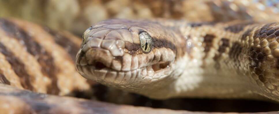 Stimson's and Children's Pythons | Pet Better with Pet Circle