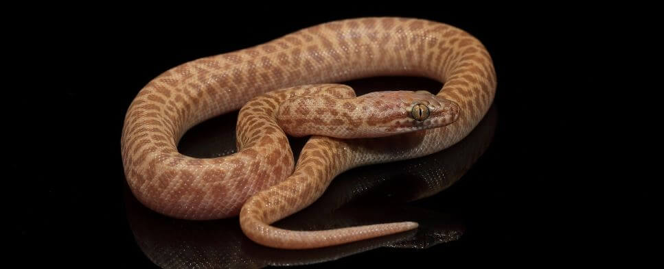Stimson's and Children's Pythons | Pet Better with Pet Circle