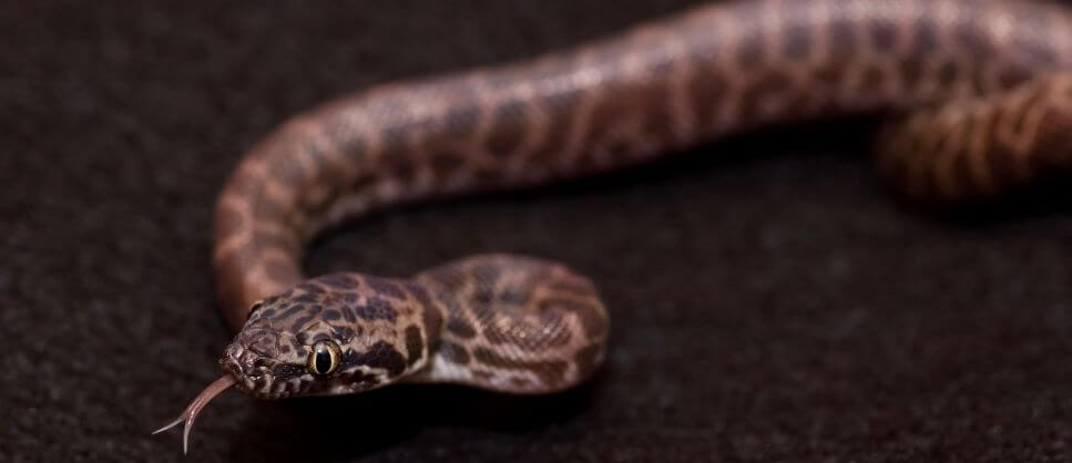 Stimson's and Children's Pythons | Pet Better with Pet Circle