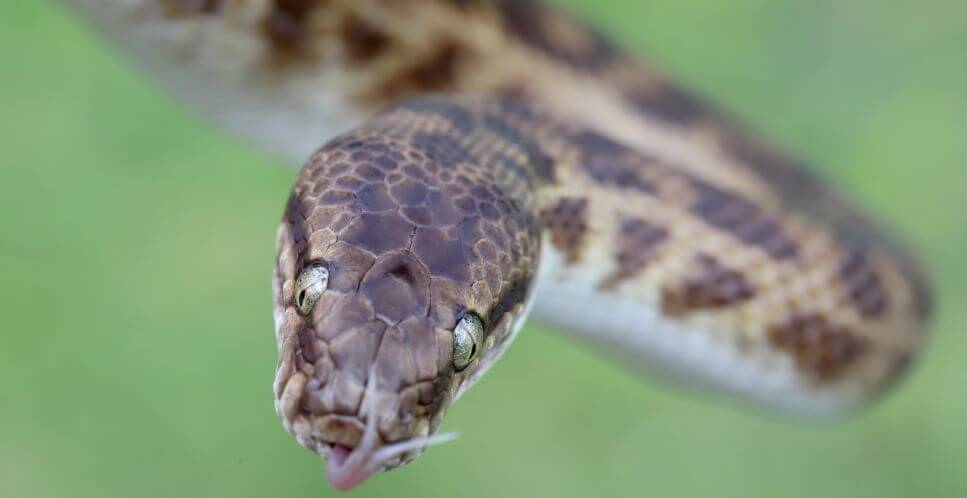Stimson's and Children's Pythons | Pet Better with Pet Circle