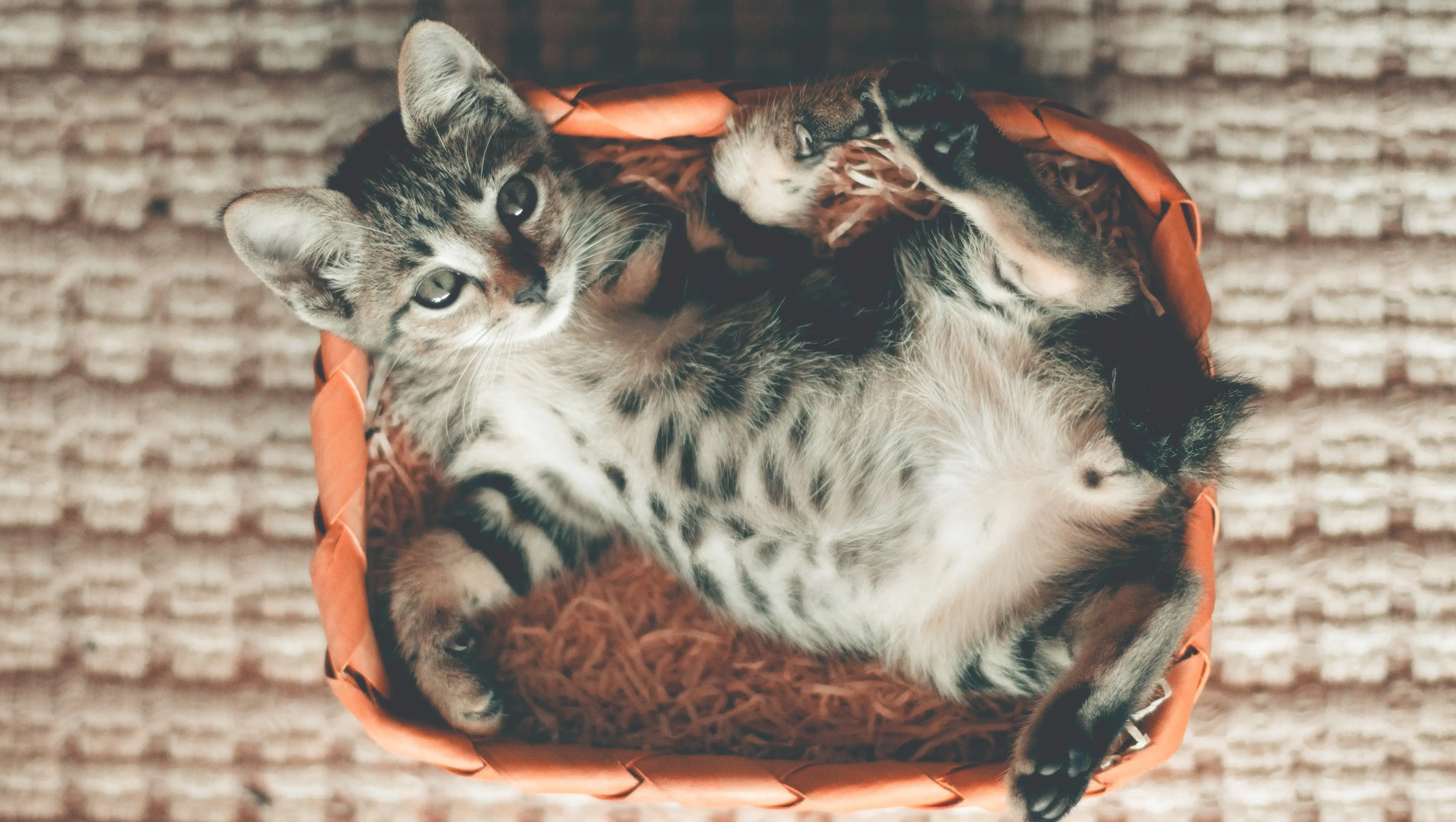 Tapeworms in Cats Pet Better with Pet Circle