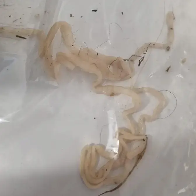 Tapeworms in Dogs Pet Better with Pet Circle