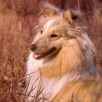 sheltie sitting in grass