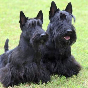 2 Scottish terriers sitting on grass