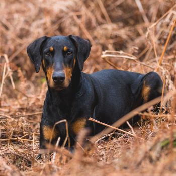 doberman sitting in grass