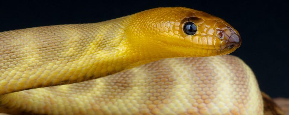 Woma and Black Headed Pythons | Pet Better with Pet Circle