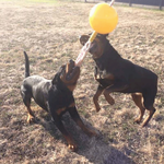 aussie dog home alone