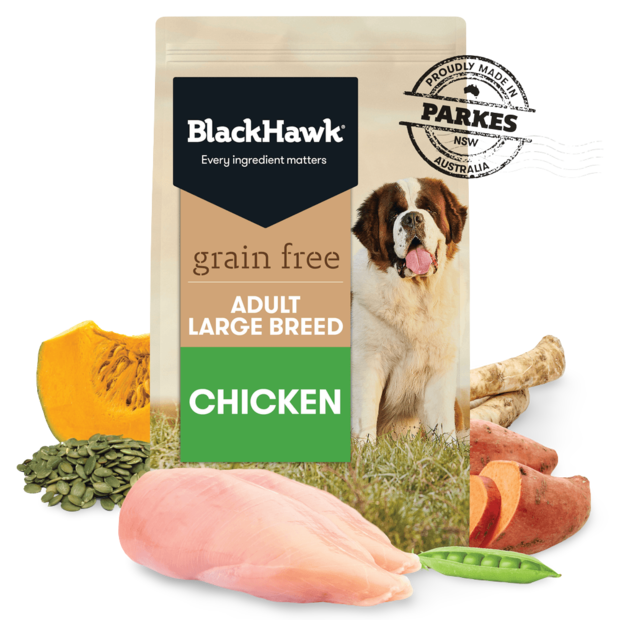 black hawk large breed chicken puppy