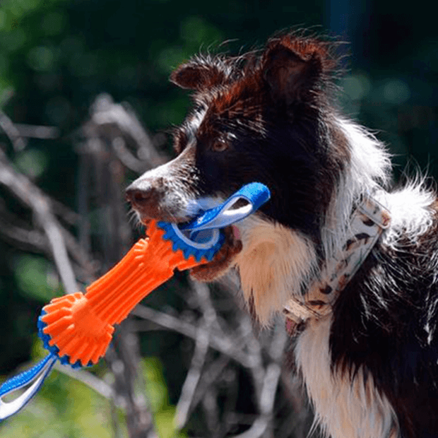Buy Chuckit Rugged Bumper Dog Toy Online Low Prices, Free Shipping