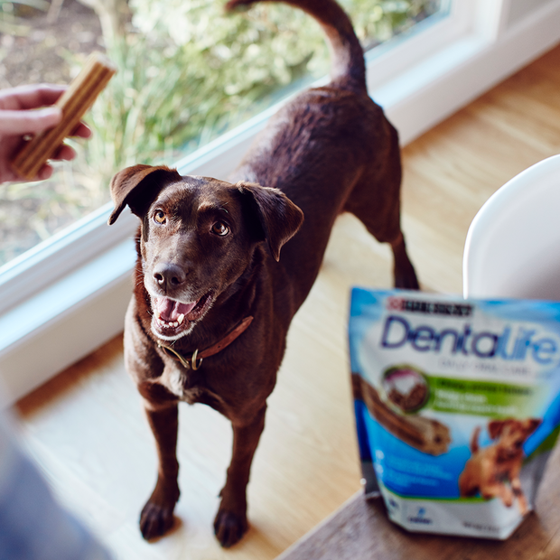 Buy Dentalife Large Dog Treats Online Low Prices, Free Shipping