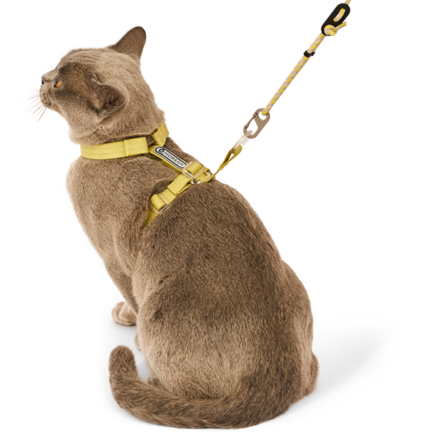 Buy Hi Dream Cat Harness And Leash Set Ochre Online | Better Prices At Pet Circle - Interlocking Leash For Cat Harness