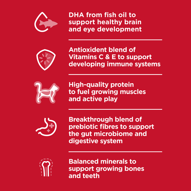 Buy Hills Science Diet Kitten Dry Cat Food Online | Better Prices At