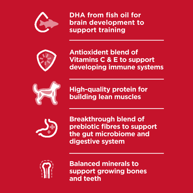 Buy Hills Science Diet Puppy Large Breed Dry Dog Food Online Better