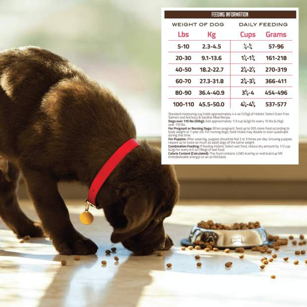 Buy Holistic Select Dry Dog Food Adult Puppy Salmon Anchovy Sardine