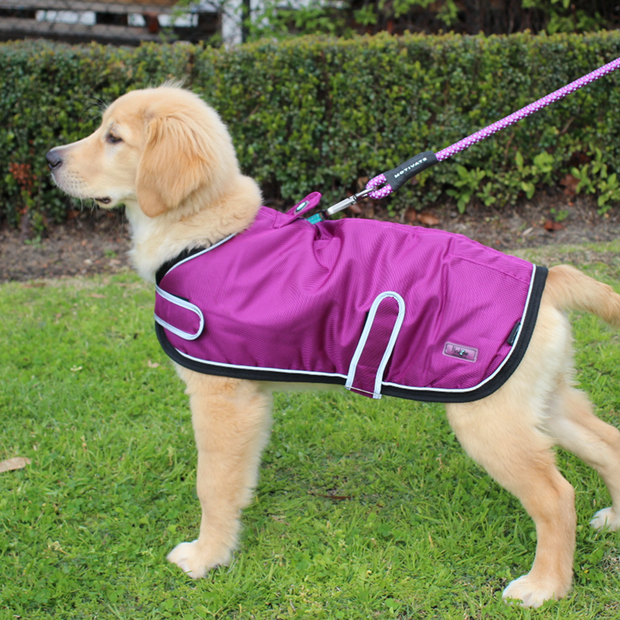 Buy Huskimo Coat Odour Free Summit Aurora Online Better Prices At Pet