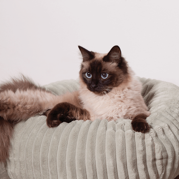 Buy Kazoo Bed Joey Online Low Prices, Free Shipping