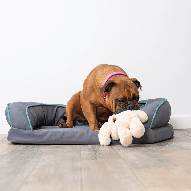 Buy Kazoo Dog Bed Paddock Online Low Prices, Free Shipping