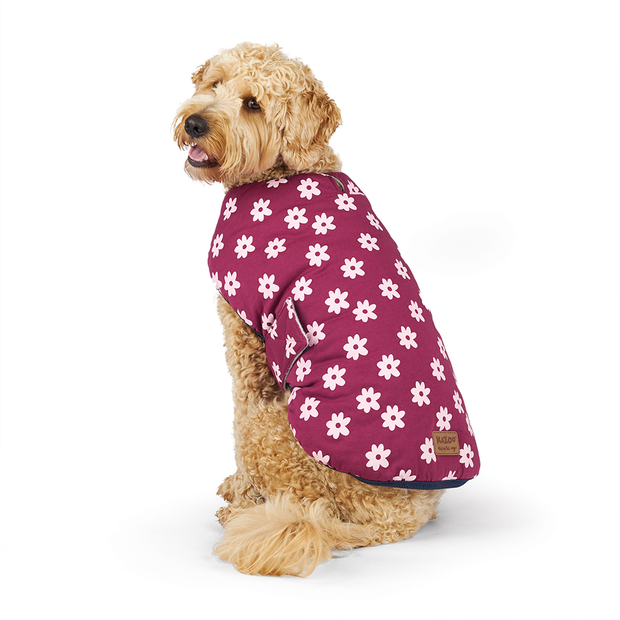 pet circle dog clothes