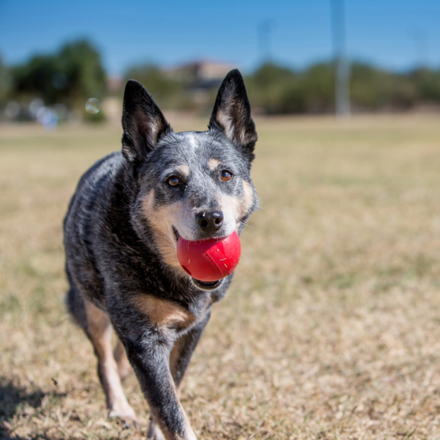 Buy Kong Ball Online Better Prices At Pet Circle