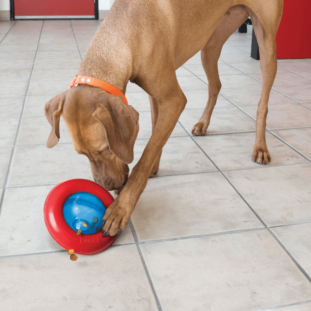 kong dog toys warranty