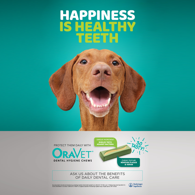 oravet petstock