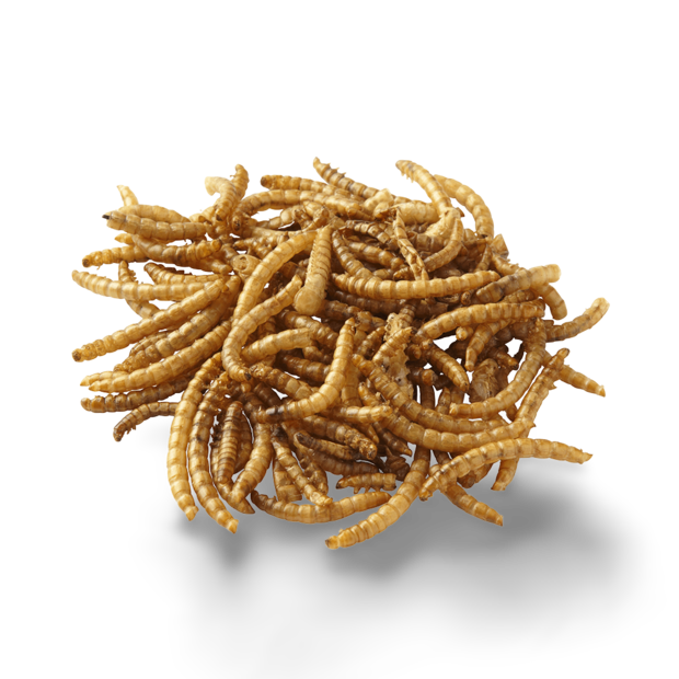 Buy Peters Wormies Dried Mealworms Online Better Prices At Pet Circle