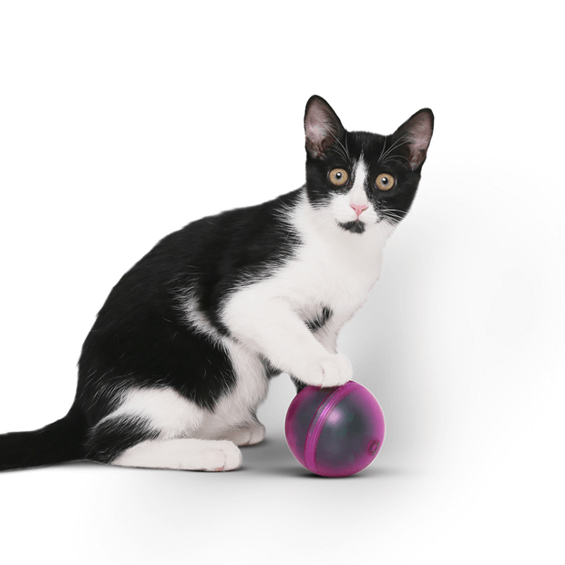 Buy Pidan Pet Cat Toy Electronic Dodgeball Purple Online Better