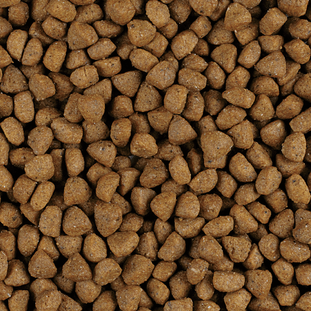 Buy Pro Plan Kitten Dry Food Online | Low Prices, Free Shipping