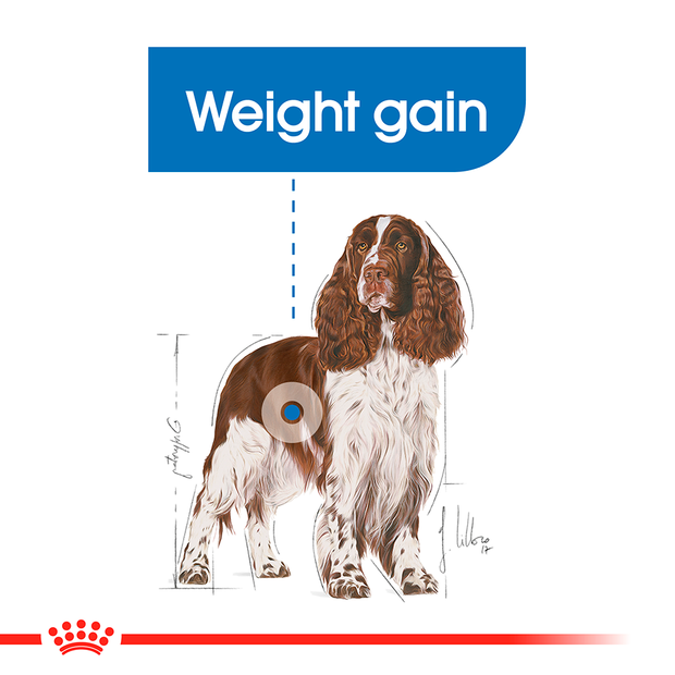 royal canin medium light