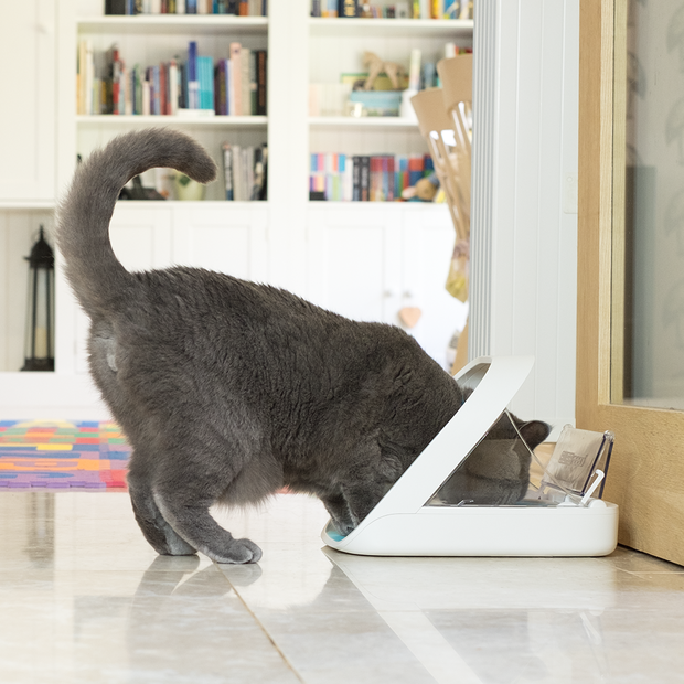 Buy Sure Feed Microchip Pet Feeder Online Better Prices At Pet Circle