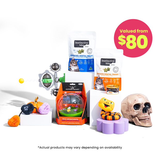 Buy The Curious Cat Box Online Better Prices At Pet Circle