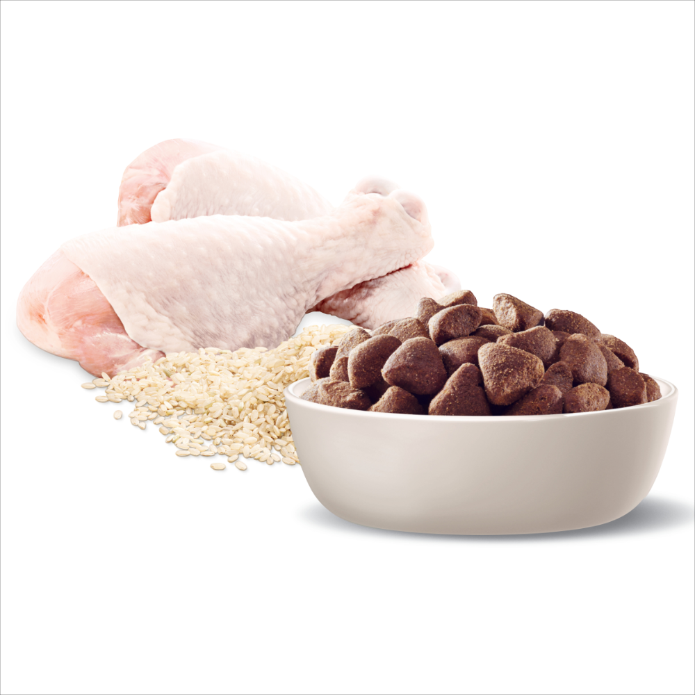 advance large breed chicken