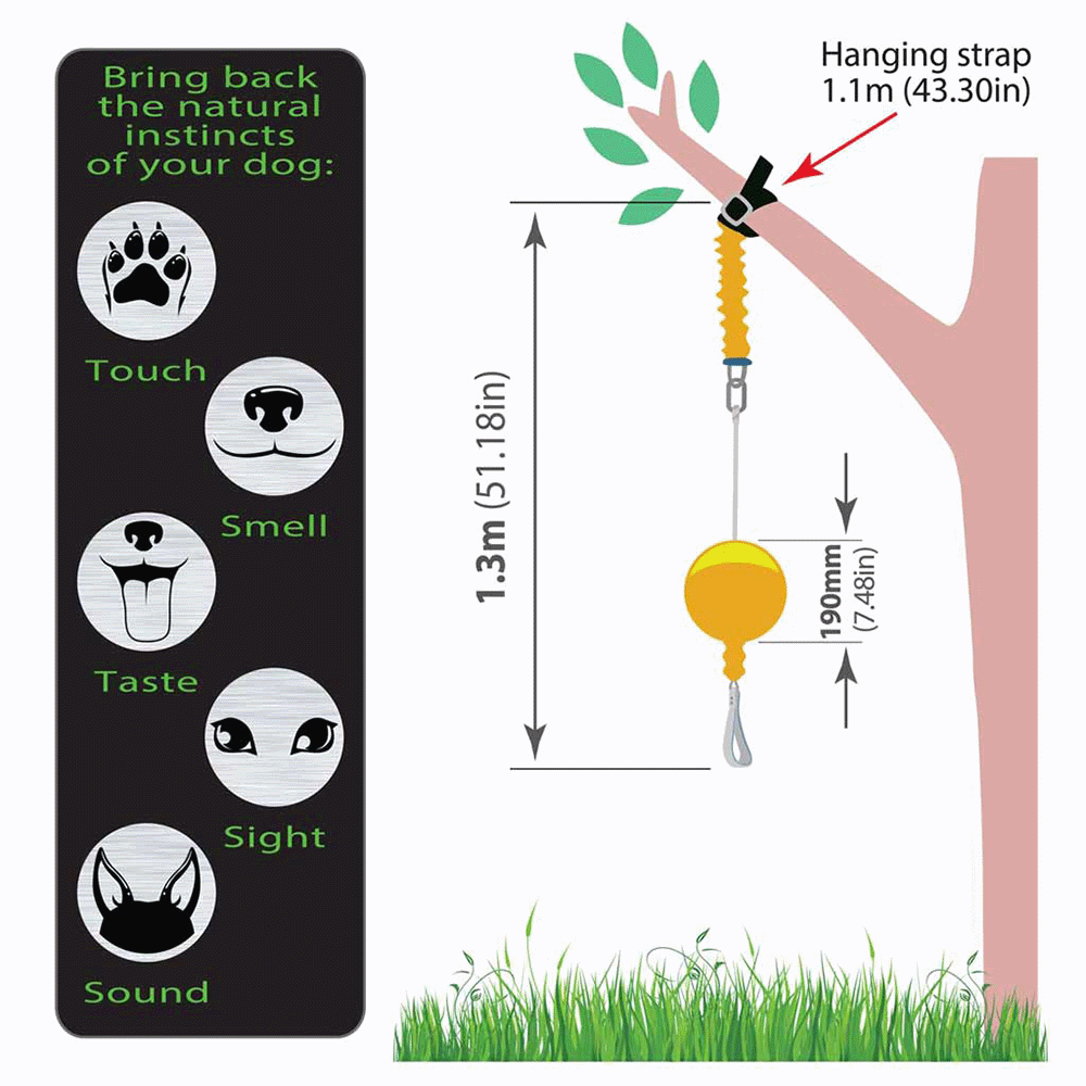 papillon terrier mix