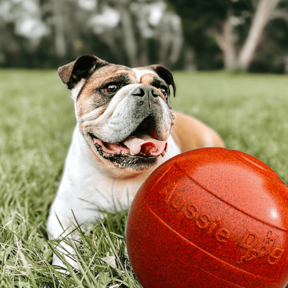 aussie dog ball
