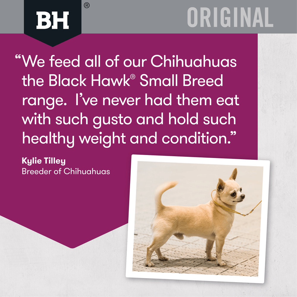 black hawk small breed