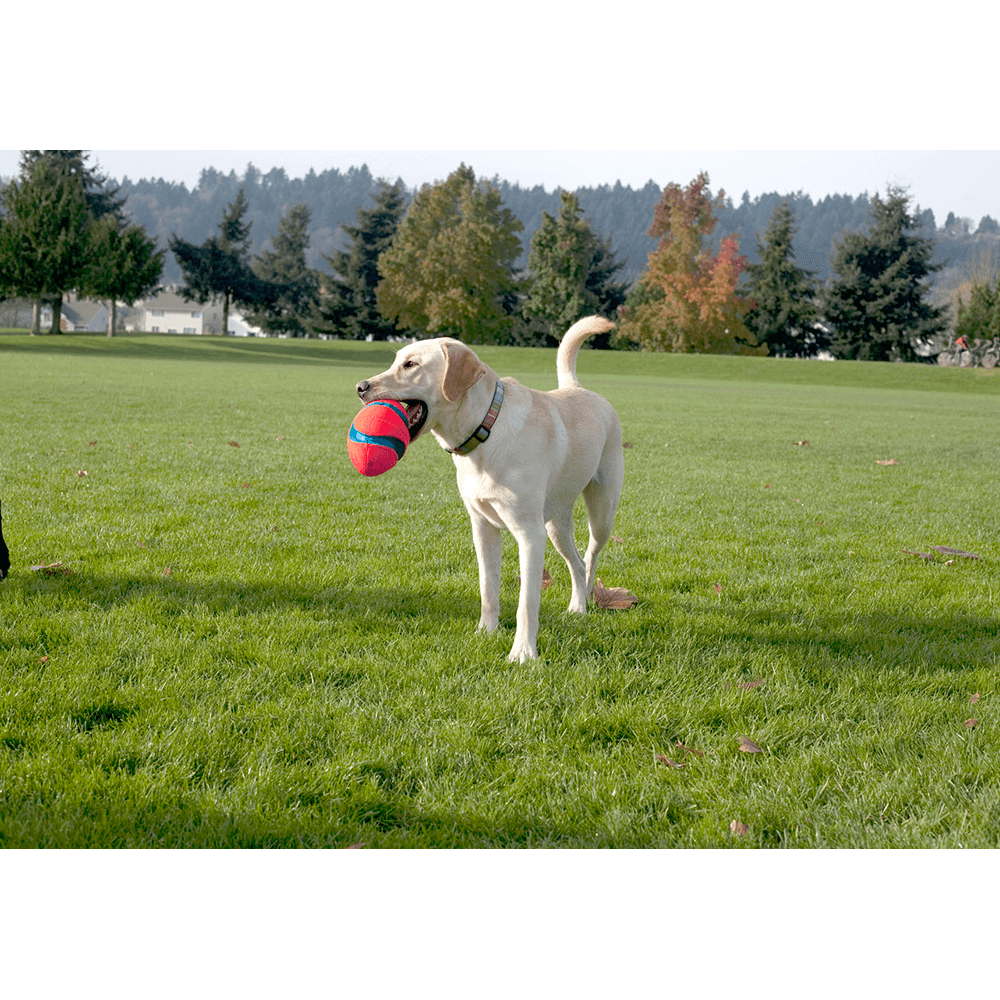chuckit fumble fetch