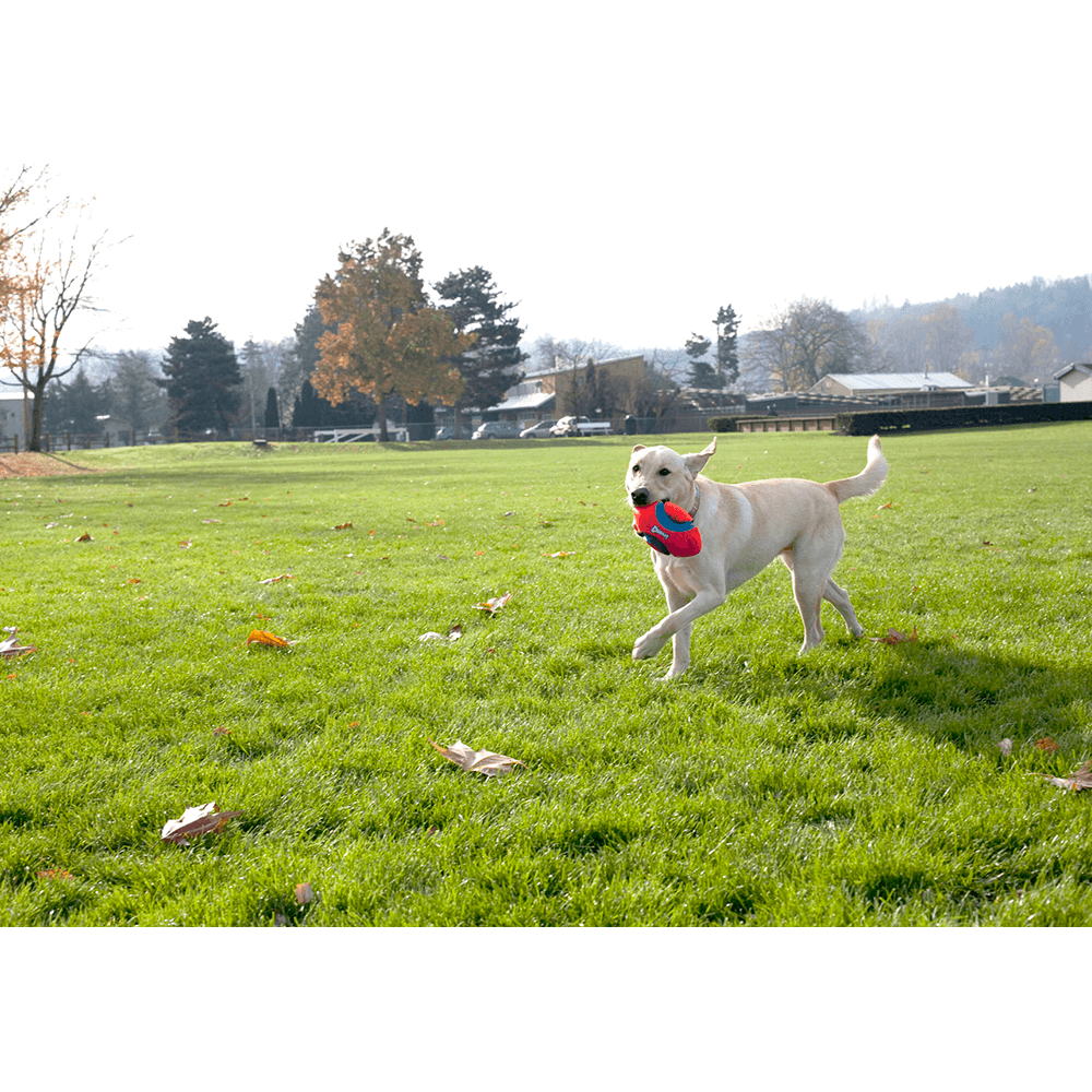 chuckit fumble fetch