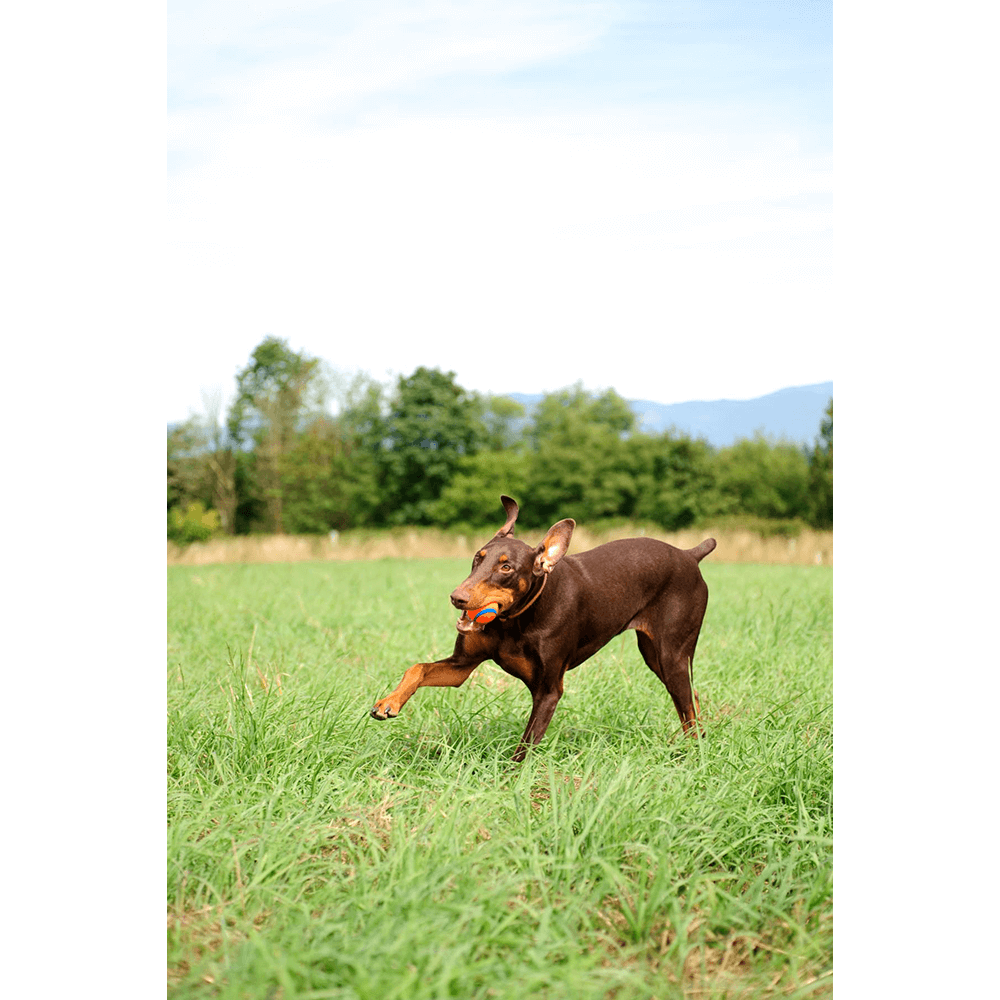 chuckit ultra ball large