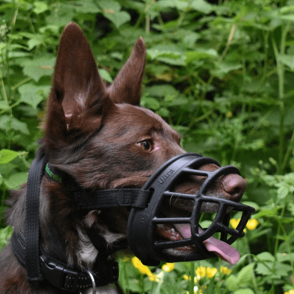 baskerville muzzle for german shepherd