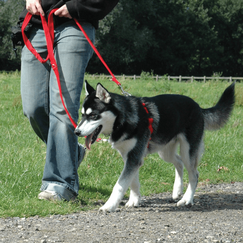 company of animals halti harness