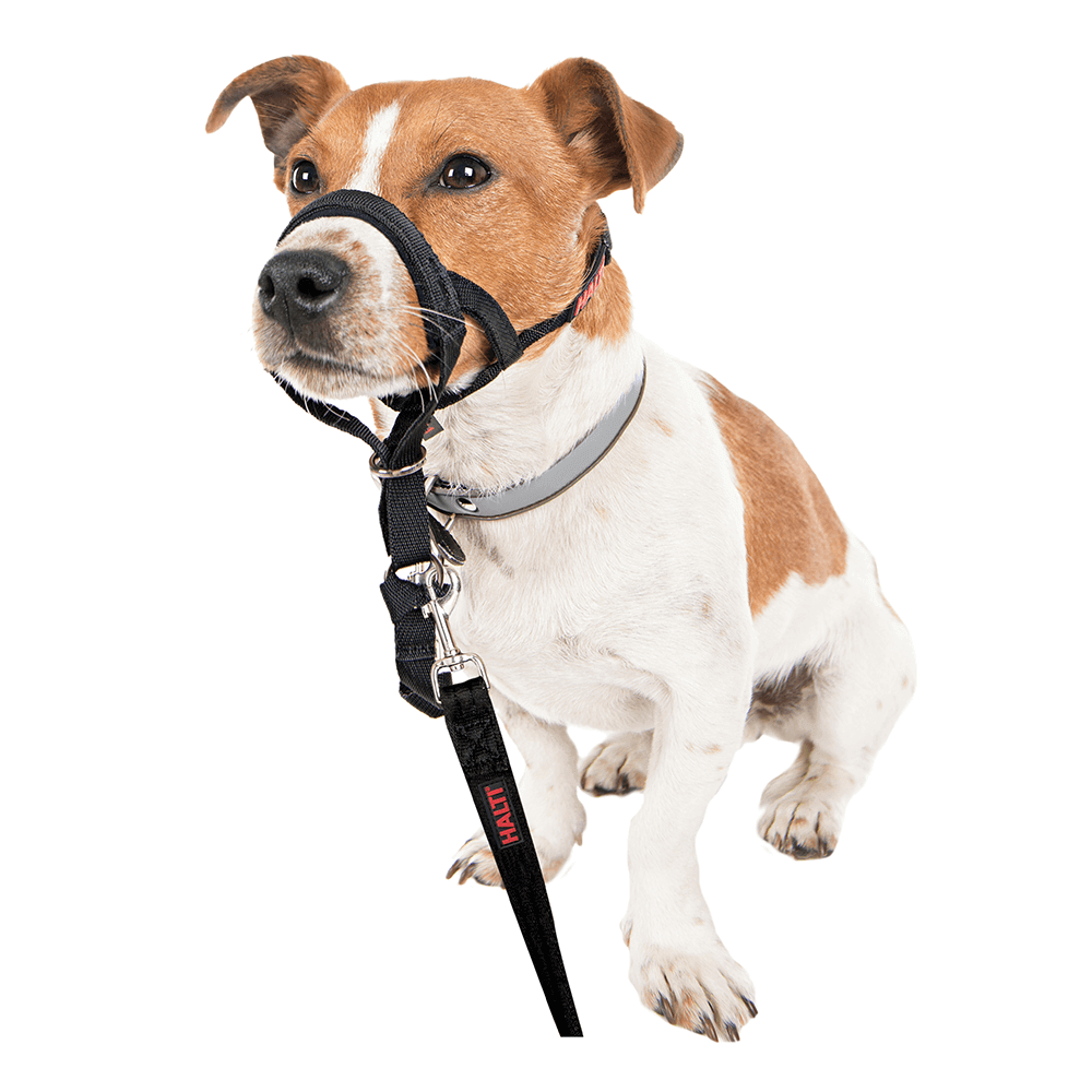 dog halti head collar