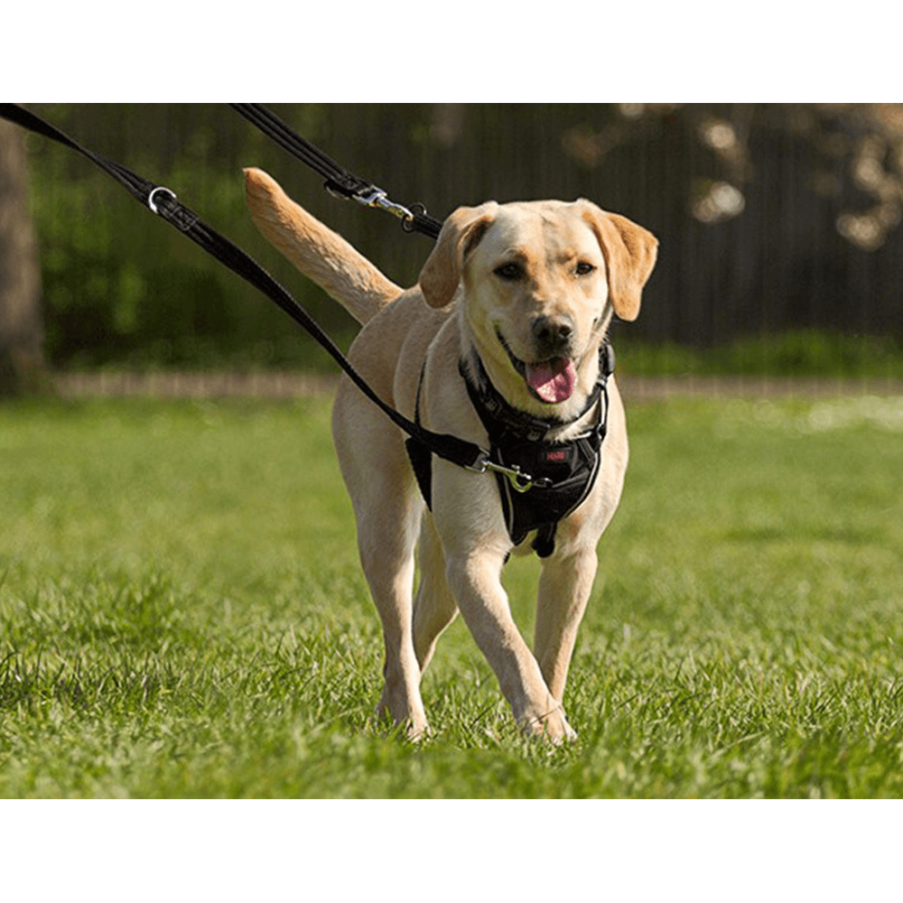 halti no pull dog harness